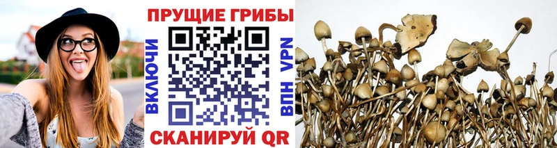 Купить закладки  Гаврилов-Ям  Галлюциногенные грибы Psilocybe 